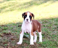 Anson, a male Boxer for sale in Shippensburg, PA – Photo 1 of 5