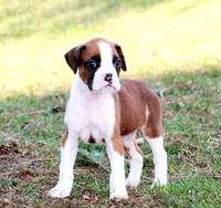 Anson, a male Boxer for sale in Shippensburg, PA – Photo 5 of 5