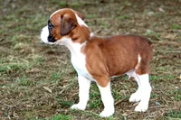 Anson, a male Boxer for sale in Shippensburg, PA – Photo 2 of 5