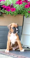 Dexter , a male Boxer for sale in Shippensburg, PA – 2 of 6