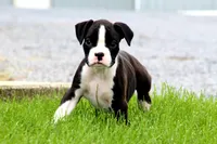 Disco , a male Boxer for sale in Shippensburg, PA – 3 of 10