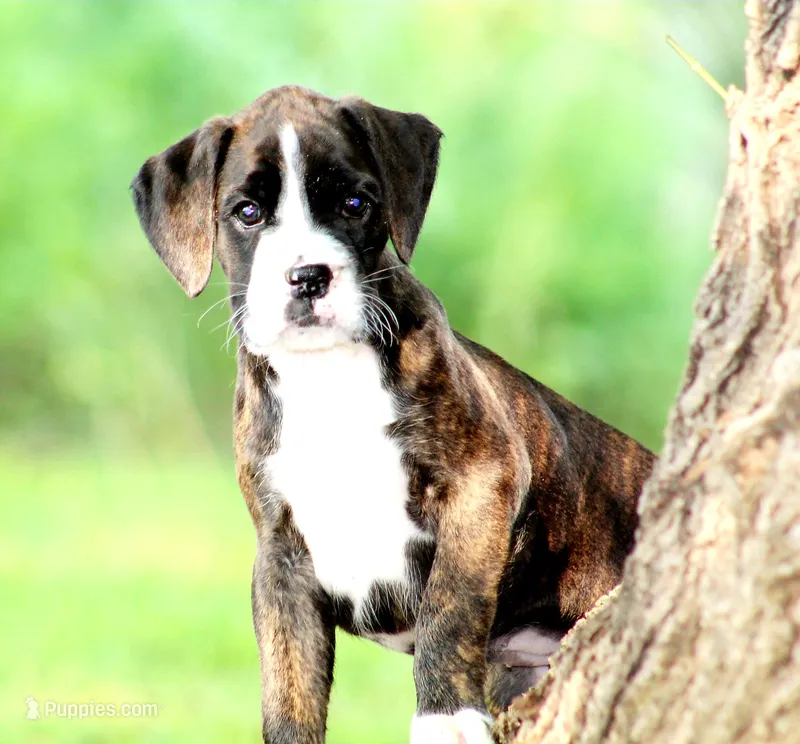 Frisco  – Boxer puppy for sale in Shippensburg, PA