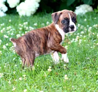 Cash, a male Boxer for sale in Shippensburg, PA – 2 of 8