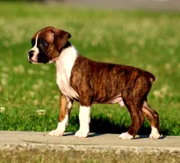 Cash, a male Boxer for sale in Shippensburg, PA – 6 of 8