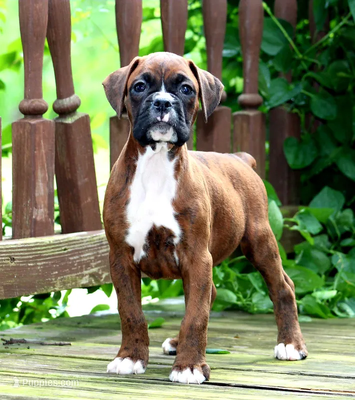 Brady – Boxer puppy for sale in Shippensburg, PA
