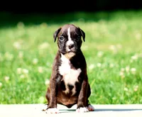 Paris, a female Boxer for sale in Shippensburg, PA – 4 of 7