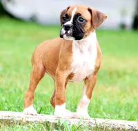 Cora, a female Boxer for sale in Shippensburg, PA – 4 of 6