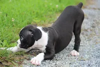 Disco , a male Boxer for sale in Shippensburg, PA – 4 of 10