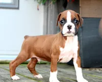 Emerson , a male Boxer for sale in Shippensburg, PA – 1 of 8