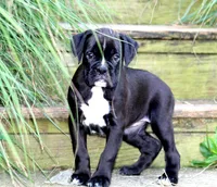 Beauty, a female Boxer for sale in Shippensburg, PA – 4 of 6