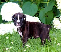Paris, a female Boxer for sale in Shippensburg, PA – 3 of 7