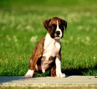 Cash, a male Boxer for sale in Shippensburg, PA – 5 of 8