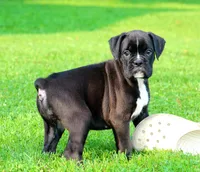 Beauty, a female Boxer for sale in Shippensburg, PA – 6 of 6