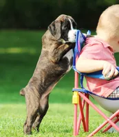 Frisco , a female Boxer for sale in Shippensburg, PA – 3 of 6