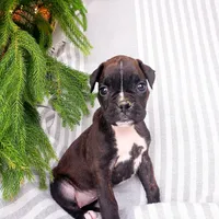 Kelsie , a female Boxer for sale in Shippensburg, PA – Photo 1 of 5
