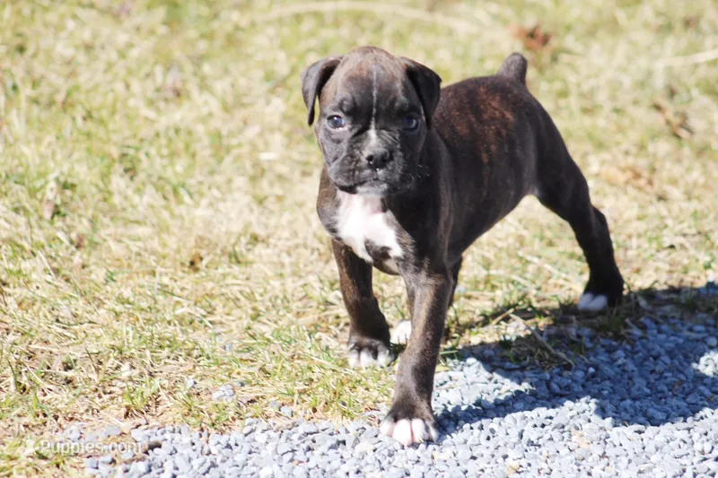 Kelsie  – Boxer puppy for sale in Shippensburg, PA