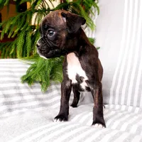 Kelsie , a female Boxer for sale in Shippensburg, PA – Photo 3 of 5