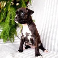 Kelsie , a female Boxer for sale in Shippensburg, PA – Photo 5 of 5