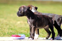 Kelsie , a female Boxer for sale in Shippensburg, PA – Photo 4 of 7
