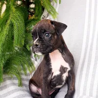 Kelsie , a female Boxer for sale in Shippensburg, PA – Photo 2 of 5