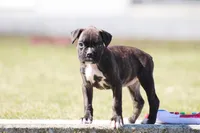 Kelsie , a female Boxer for sale in Shippensburg, PA – Photo 2 of 7