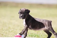 Kelsie , a female Boxer for sale in Shippensburg, PA – Photo 5 of 7