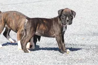 Kelsie , a female Boxer for sale in Shippensburg, PA – Photo 3 of 7