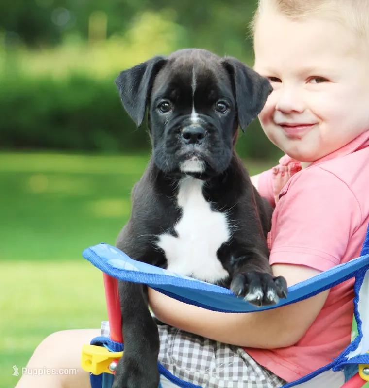 Beauty – Boxer puppy for sale in Shippensburg, PA