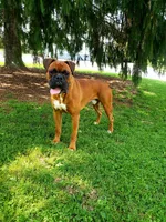 Paris, a female Boxer for sale in Shippensburg, PA – 7 of 7