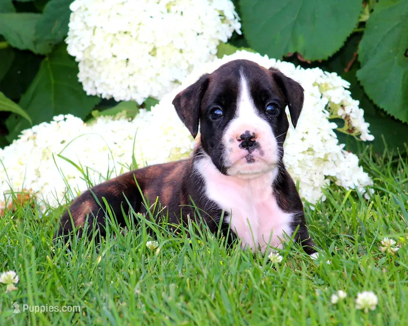 Kaden – Boxer puppy for sale in Shippensburg, PA