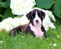 Kaden, a male Boxer for sale in Shippensburg, PA – 1 of 6