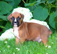 Dexter , a male Boxer for sale in Shippensburg, PA – 6 of 6
