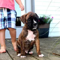 Atlas, a male Boxer for sale in Shippensburg, PA – 4 of 9