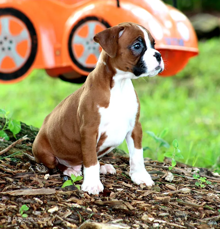 Emerson  – Boxer puppy for sale in Shippensburg, PA