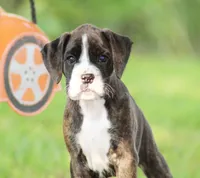 Frisco , a female Boxer for sale in Shippensburg, PA – 5 of 6
