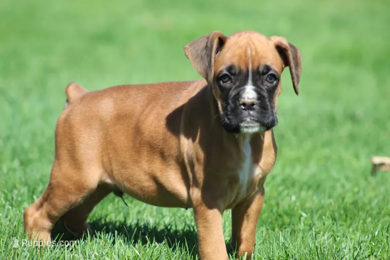 Tanner, a male Boxer for sale in Shippensburg, PA – Photo 1 of 5