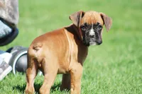 Tanner, a male Boxer for sale in Shippensburg, PA – Photo 2 of 5