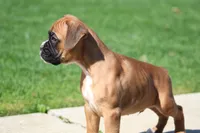 Tanner, a male Boxer for sale in Shippensburg, PA – Photo 5 of 5