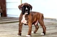 Atlas, a male Boxer for sale in Shippensburg, PA – 7 of 9