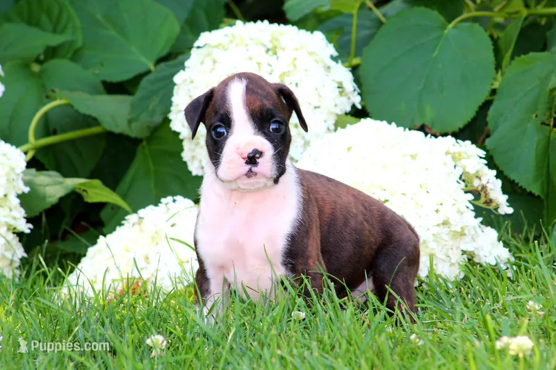 Jade – Boxer puppy for sale in Shippensburg, PA
