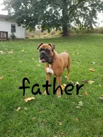Cinnamon, a female Boxer for sale in Shippensburg, PA – Photo 7 of 7