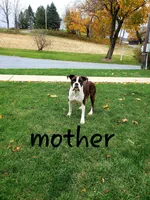 Cinnamon, a female Boxer for sale in Shippensburg, PA – Photo 6 of 7