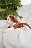 Cinnamon, a female Boxer for sale in Shippensburg, PA – Photo 1 of 7