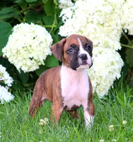 Cash, a male Boxer for sale in Shippensburg, PA – 4 of 8