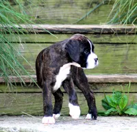 Frisco , a female Boxer for sale in Shippensburg, PA – 6 of 6