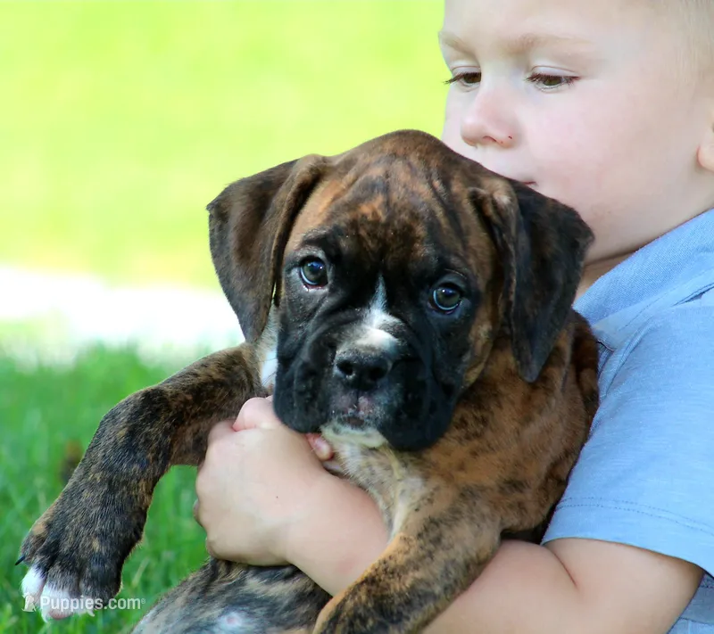 Atlas – Boxer puppy for sale in Shippensburg, PA
