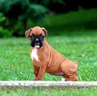 Carley, a female Boxer for sale in Shippensburg, PA – 3 of 8