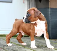 Emerson , a male Boxer for sale in Shippensburg, PA – 2 of 8
