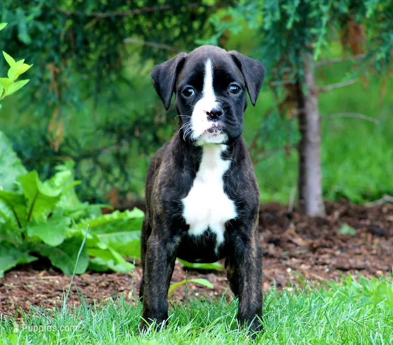 Lilac  – Boxer puppy for sale in Shippensburg, PA