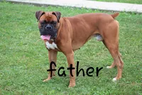 Disco , a male Boxer for sale in Shippensburg, PA – 10 of 10